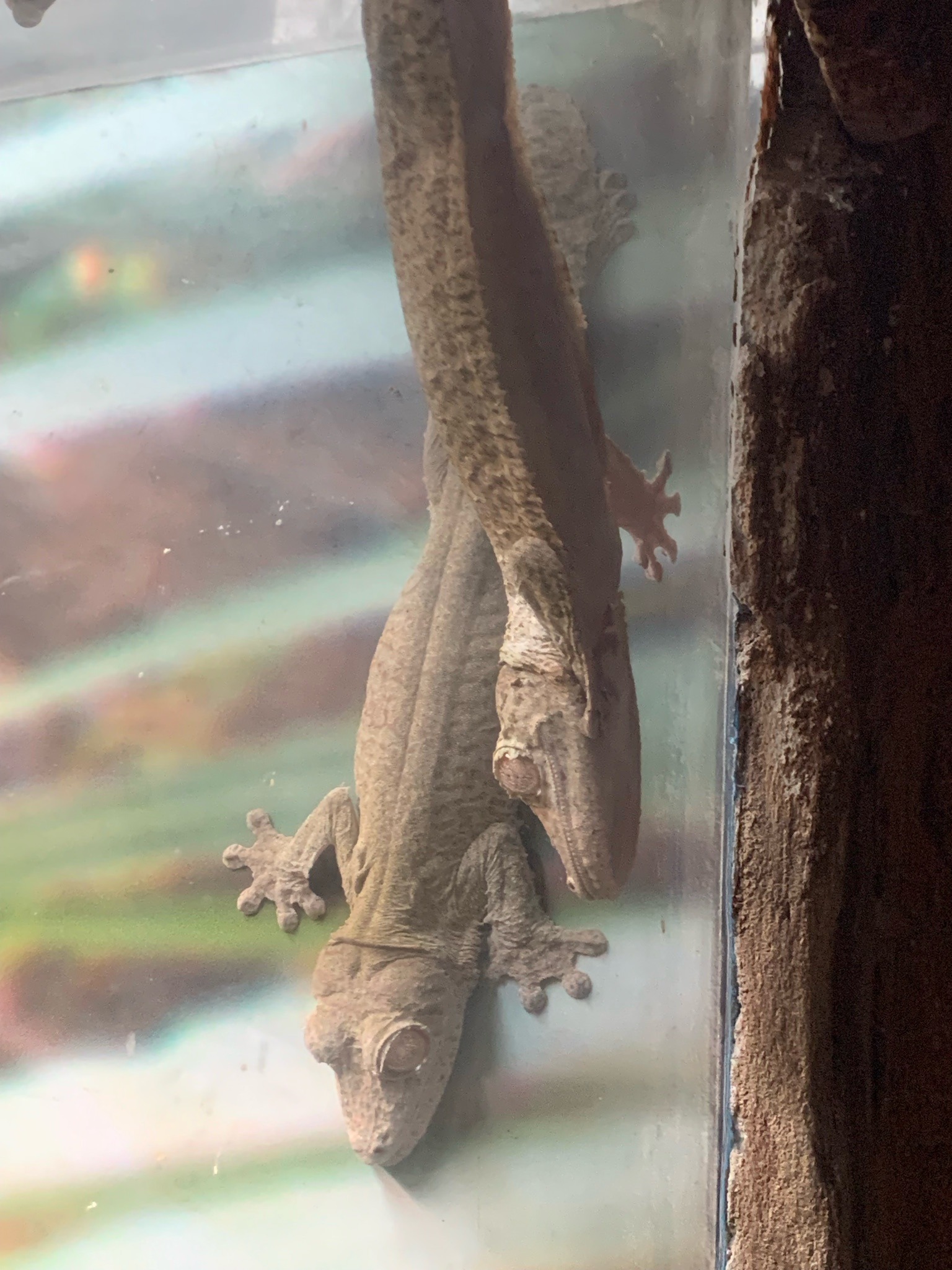 New Caledonian Giant Gecko