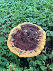 Polypore Fungus (likely Ganoderma species)