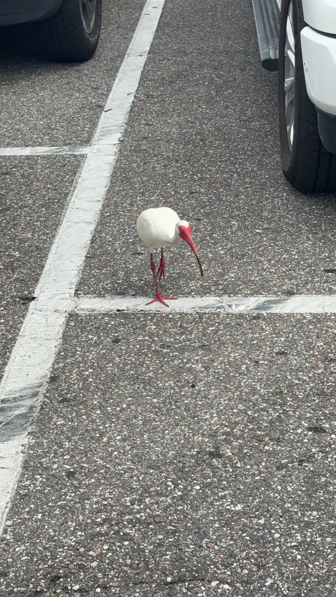 American White Ibis
