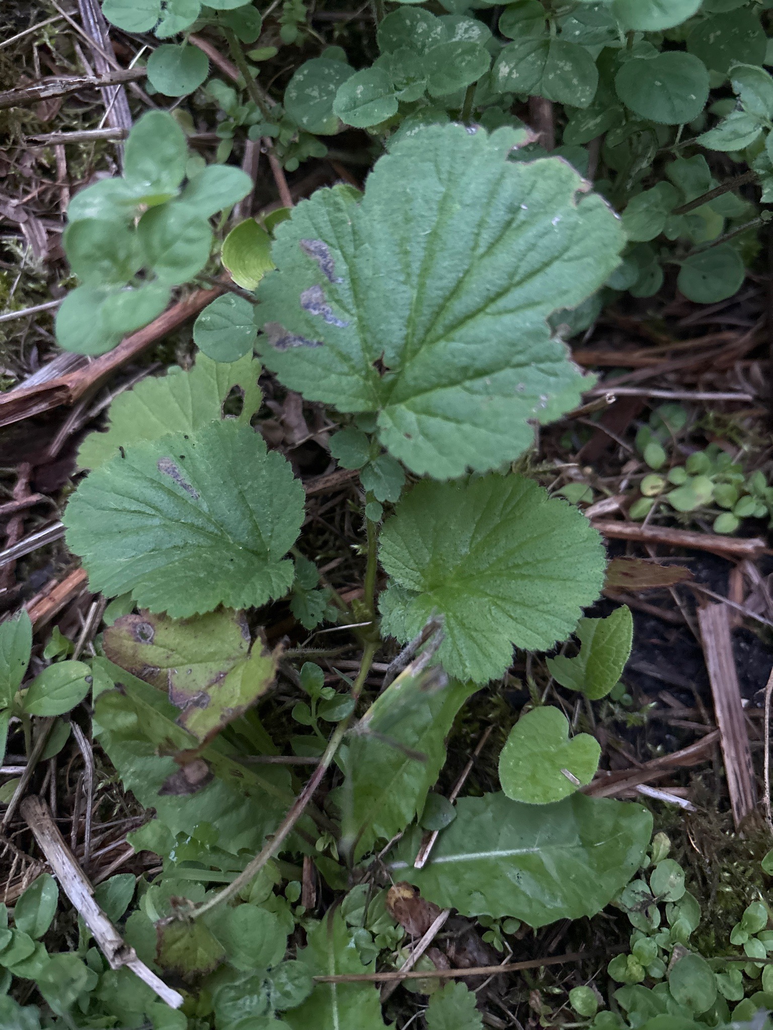 Herb Robert