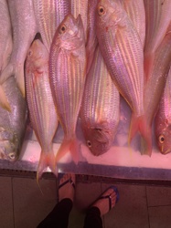Freshly caught fish