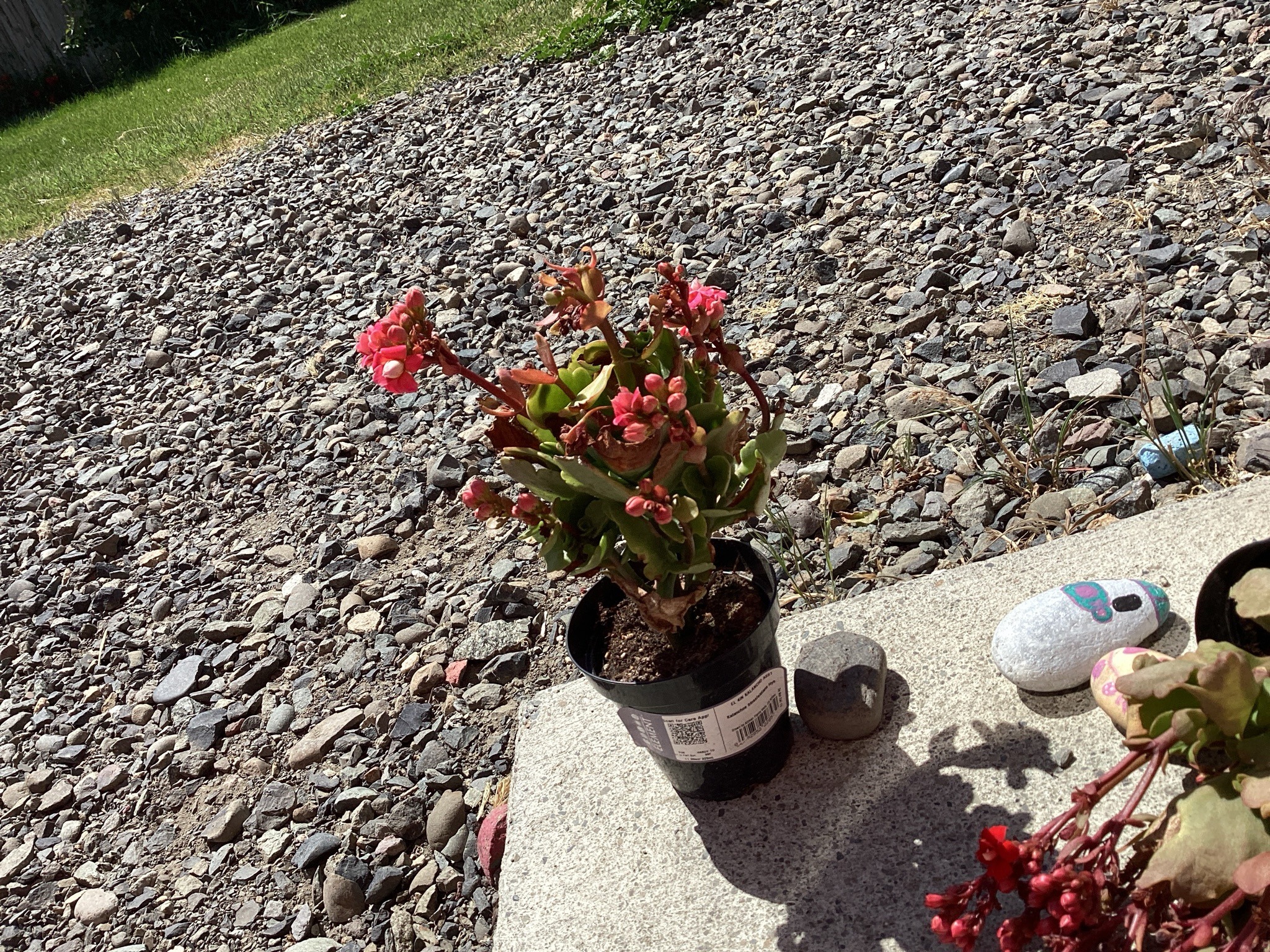 Florist Kalanchoe