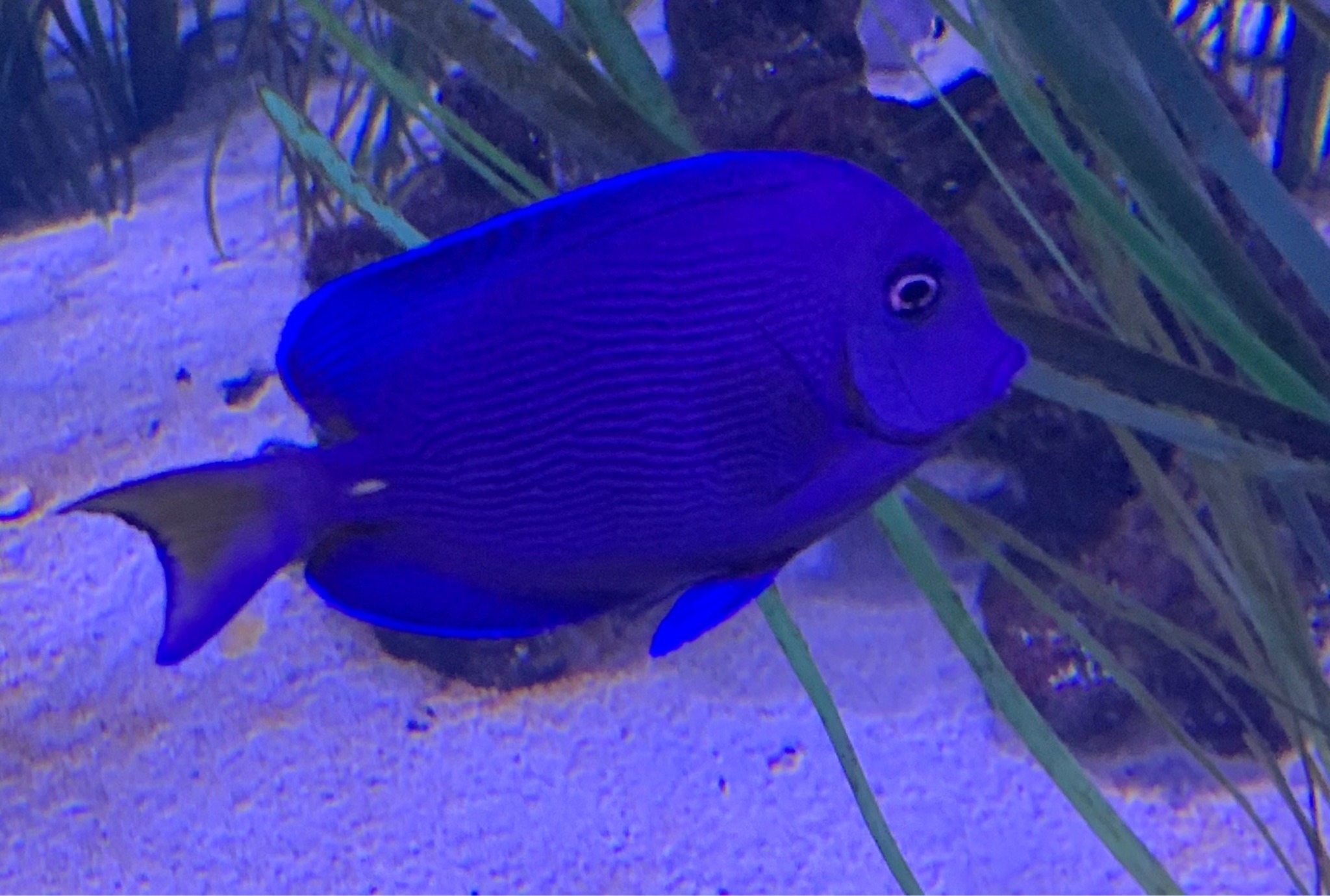 Blue Tang (Juvenile/Subadult phase)