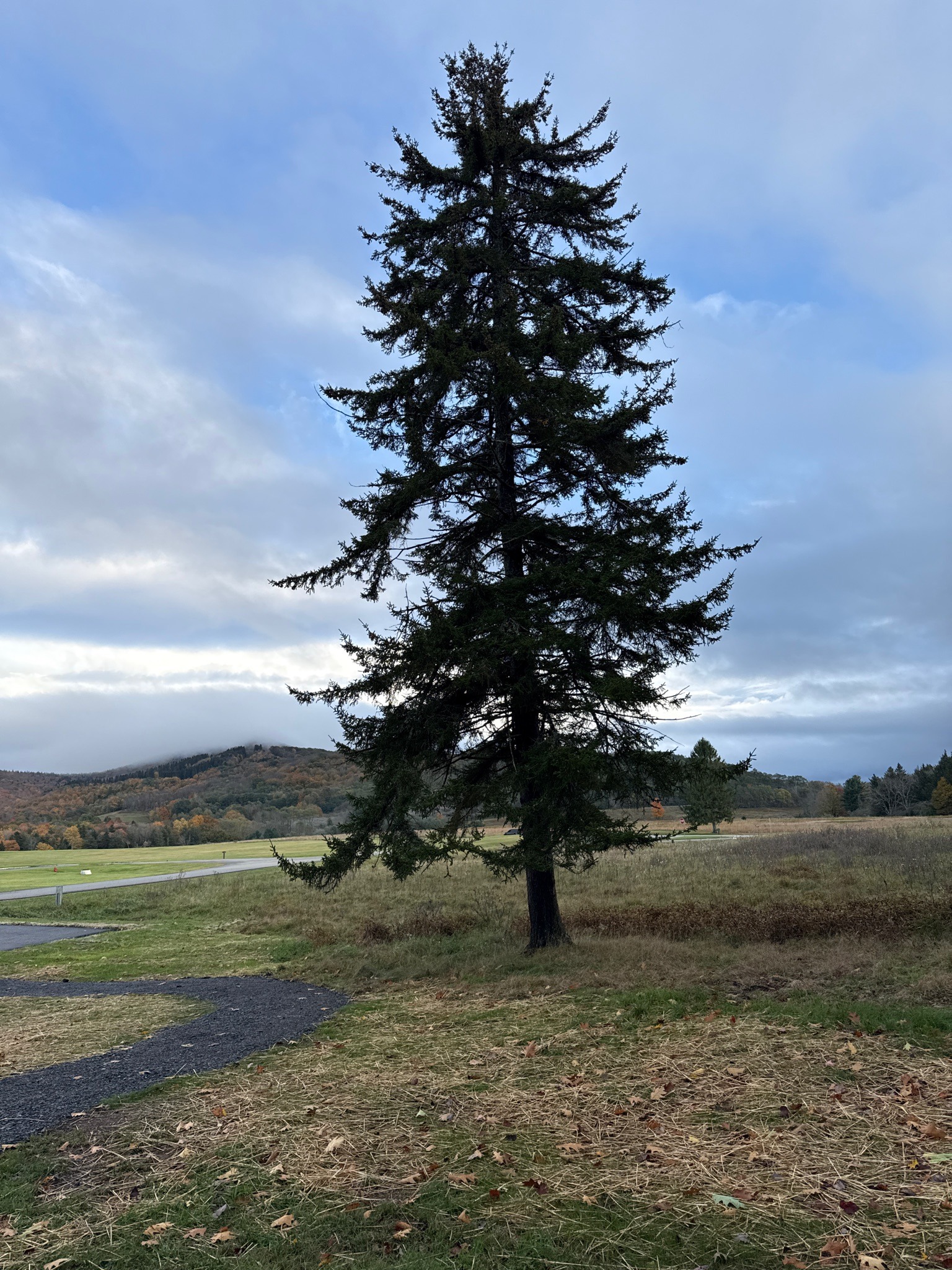 Norway Spruce