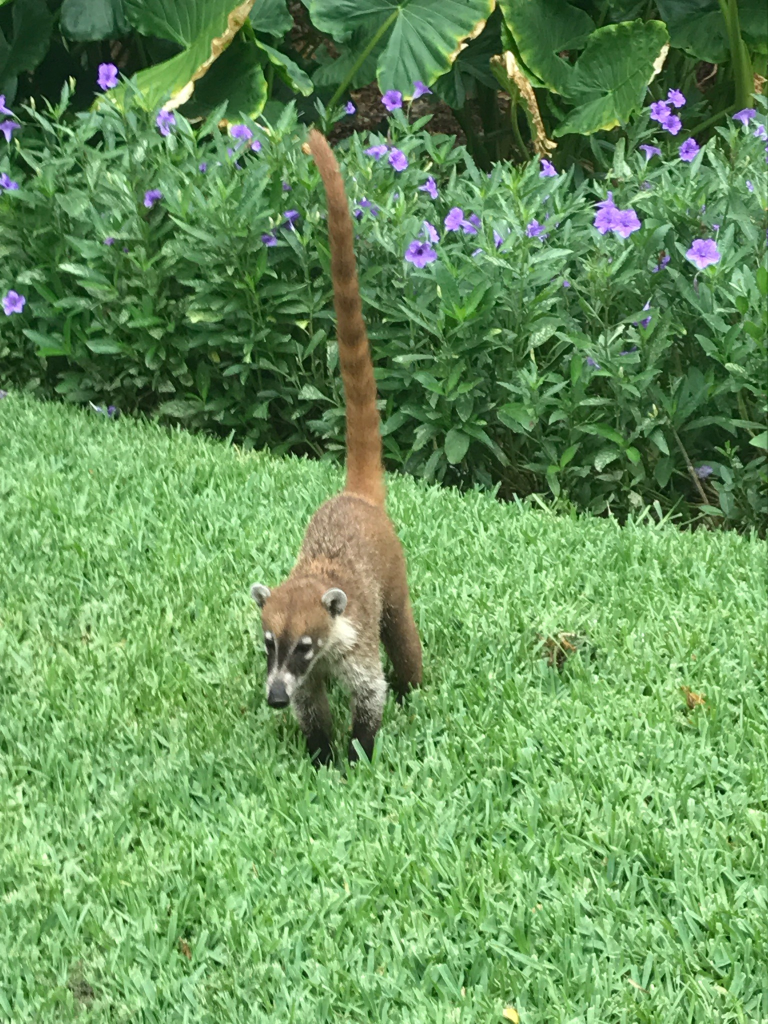White-nosed Coati