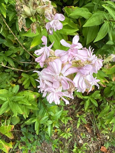 Pink Campion (likely Saponaria officinalis or a similar species)