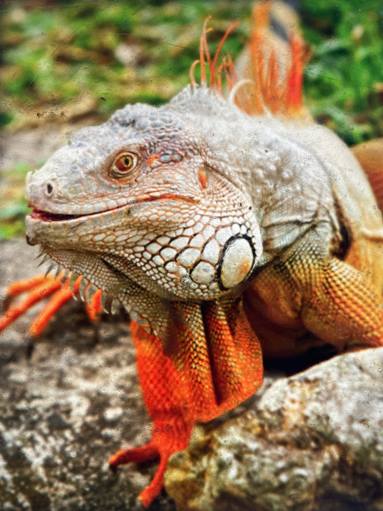 Green Iguana