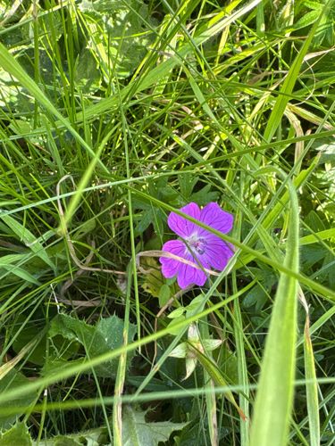 Geranium flower