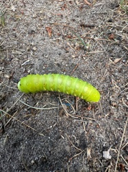 Caterpillar
