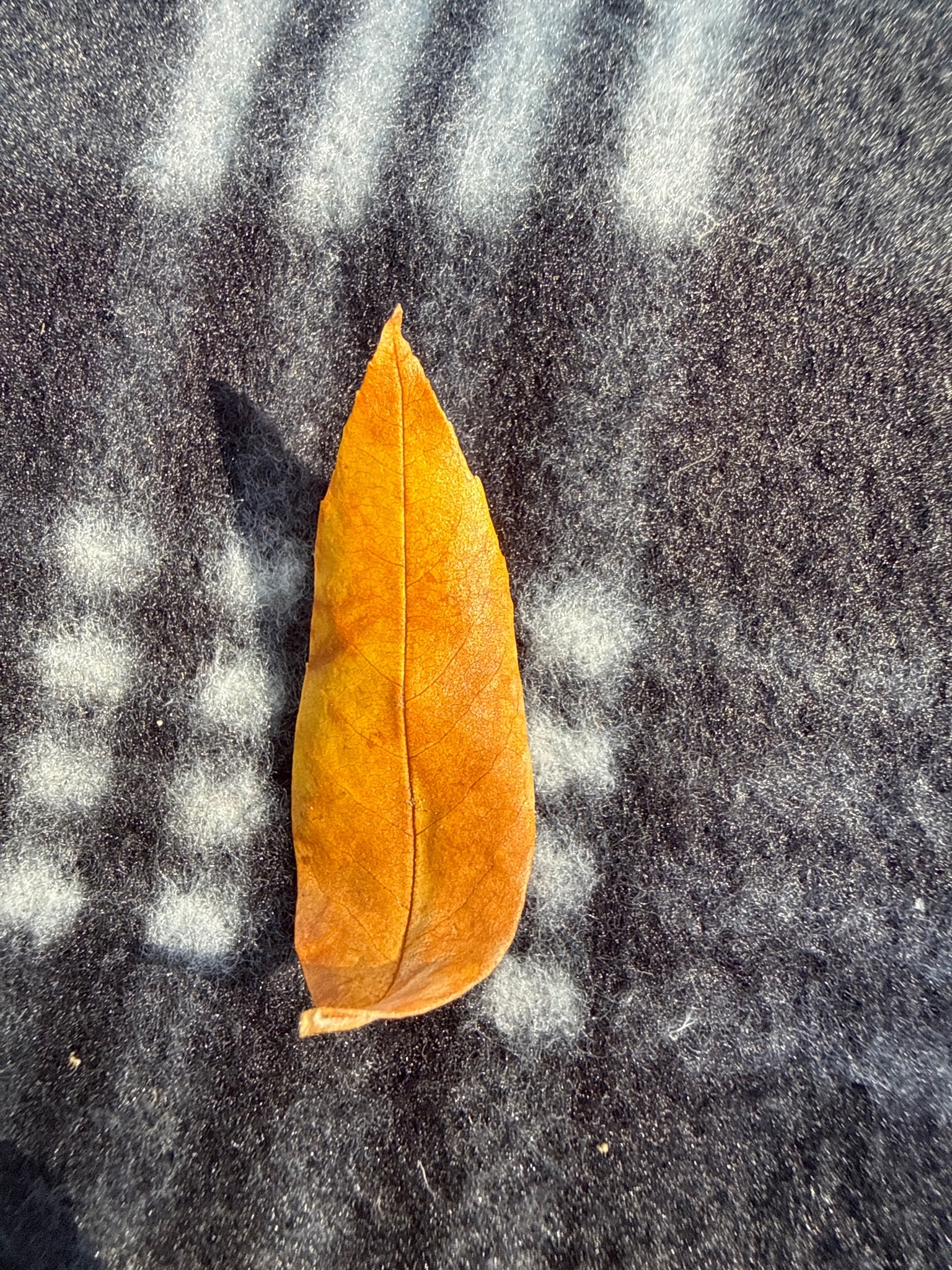 Willow Oak Leaf
