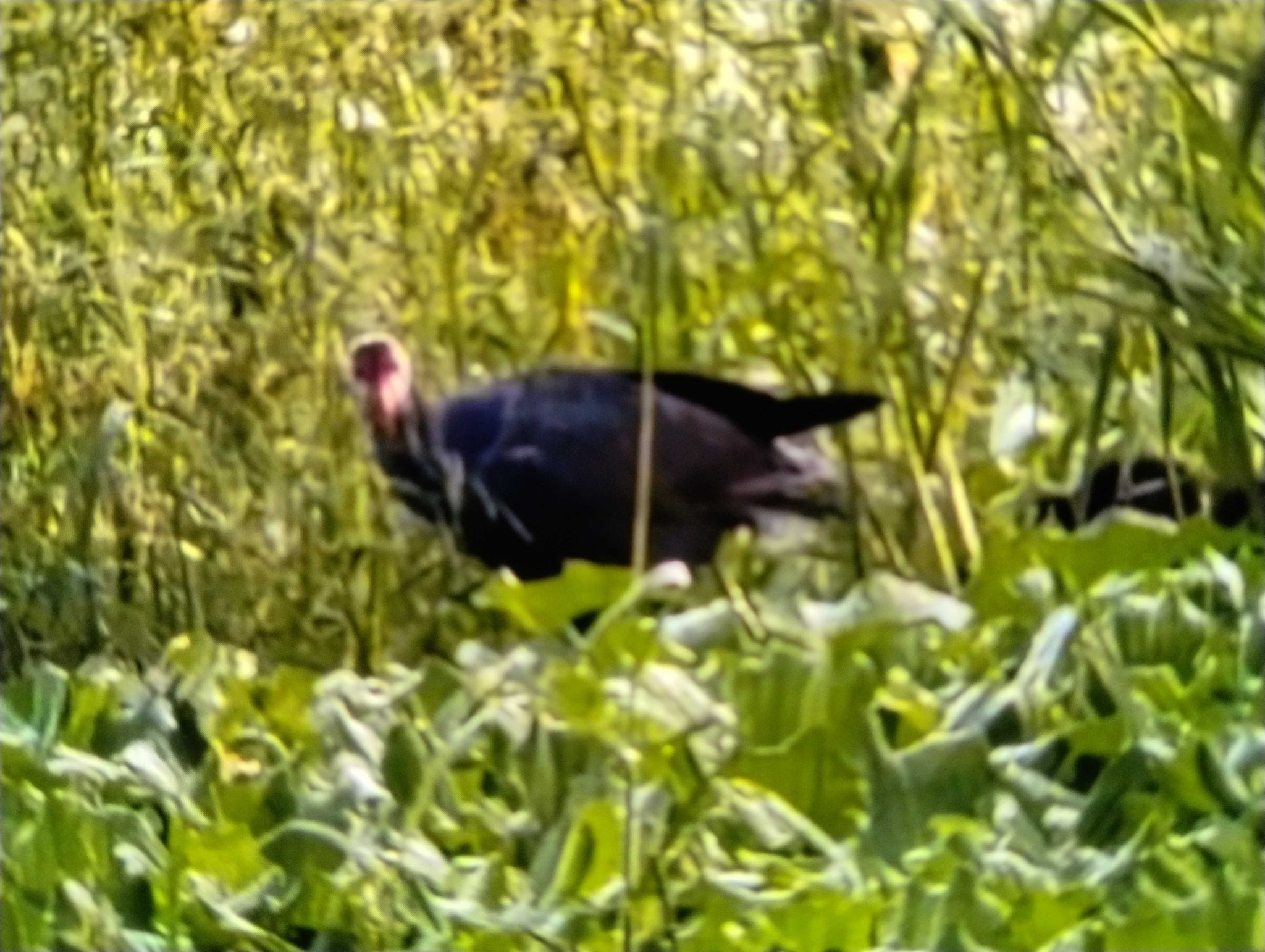 Red-naped Ibis