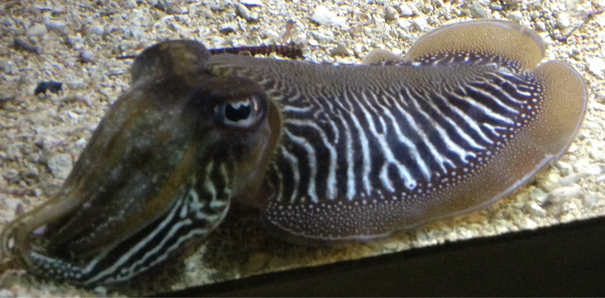 Common Cuttlefish