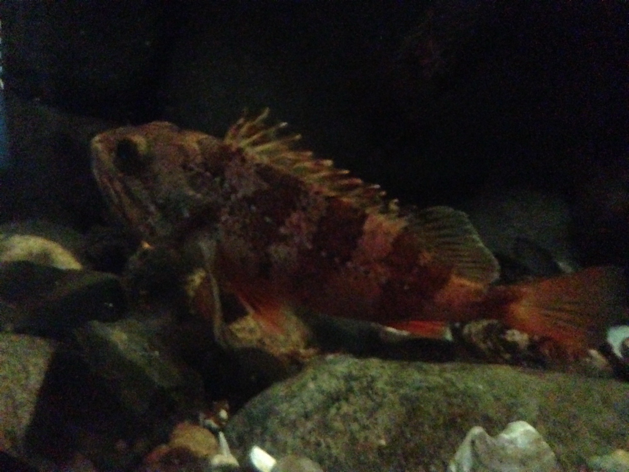 Copper Rockfish