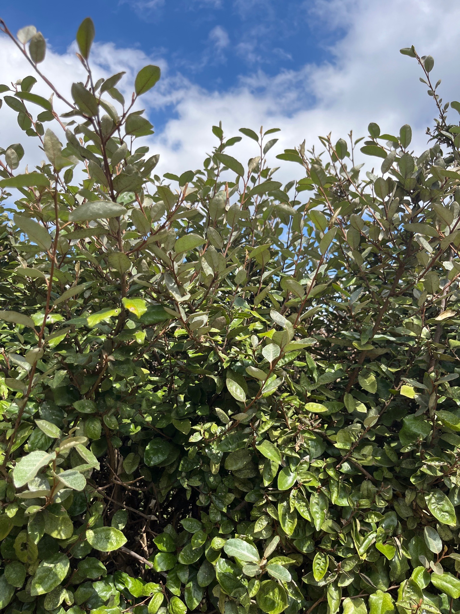 Thorny Olive