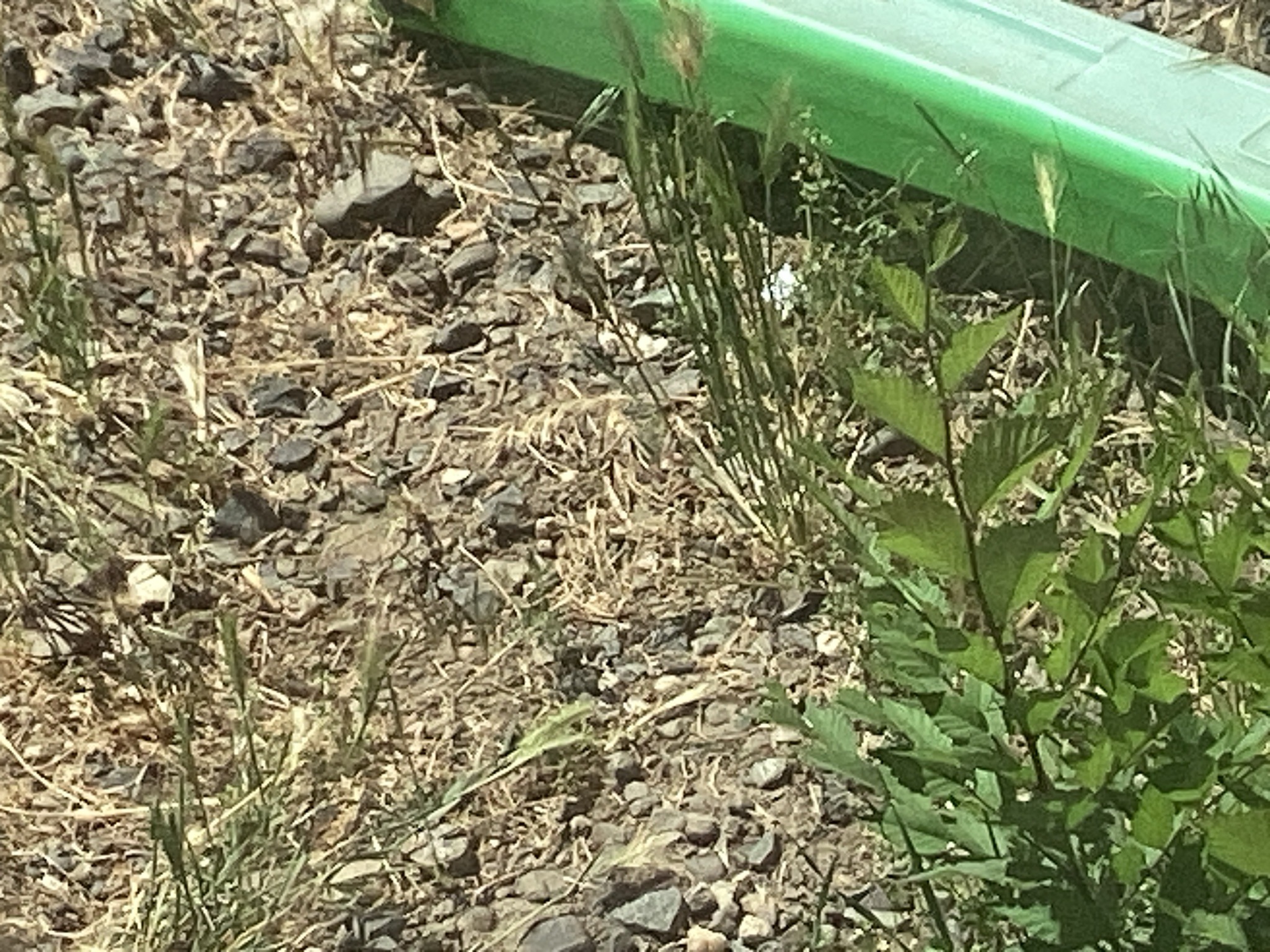 Wall Lizard