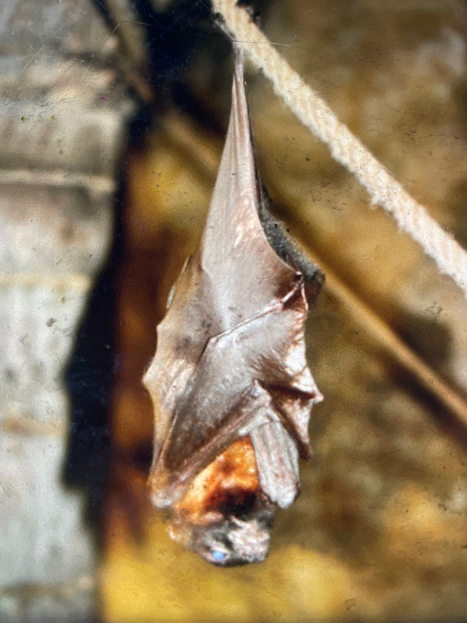 Bat (Microbat)