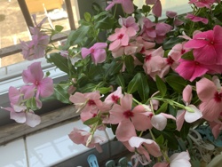 Madagascar Periwinkle (Catharanthus roseus)