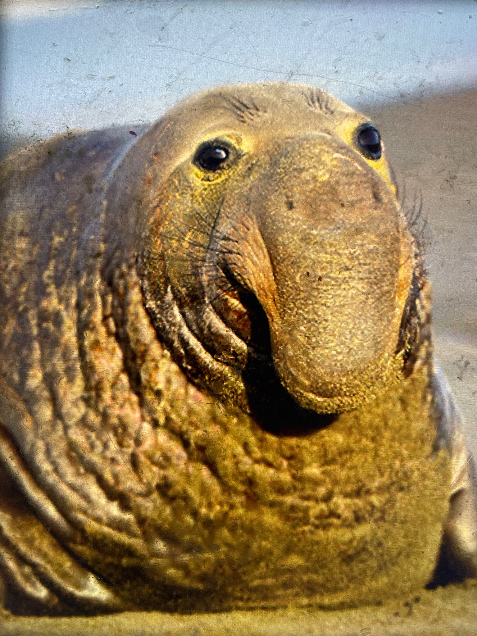 Northern Elephant Seal