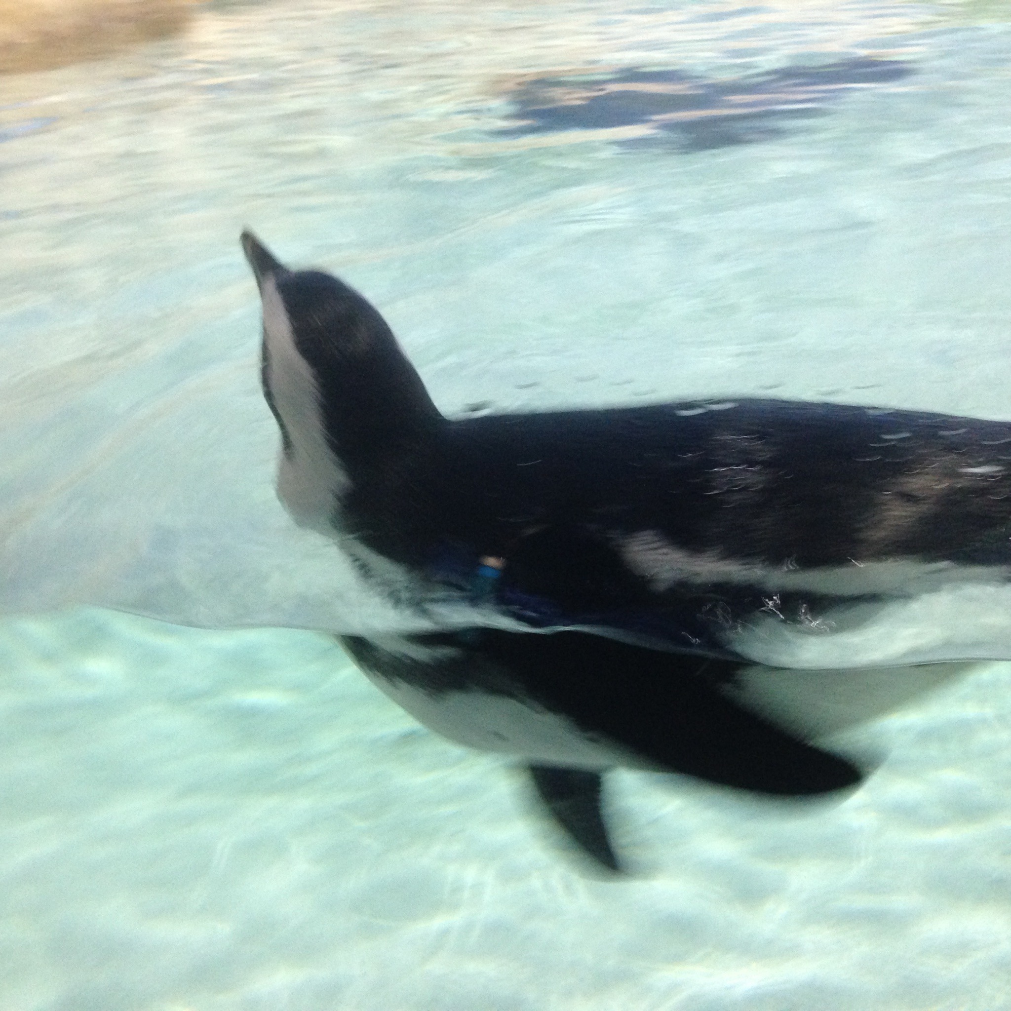 Chinstrap Penguin
