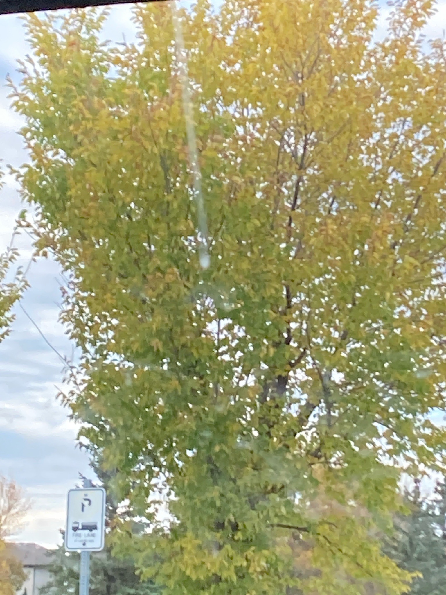 Green Ash