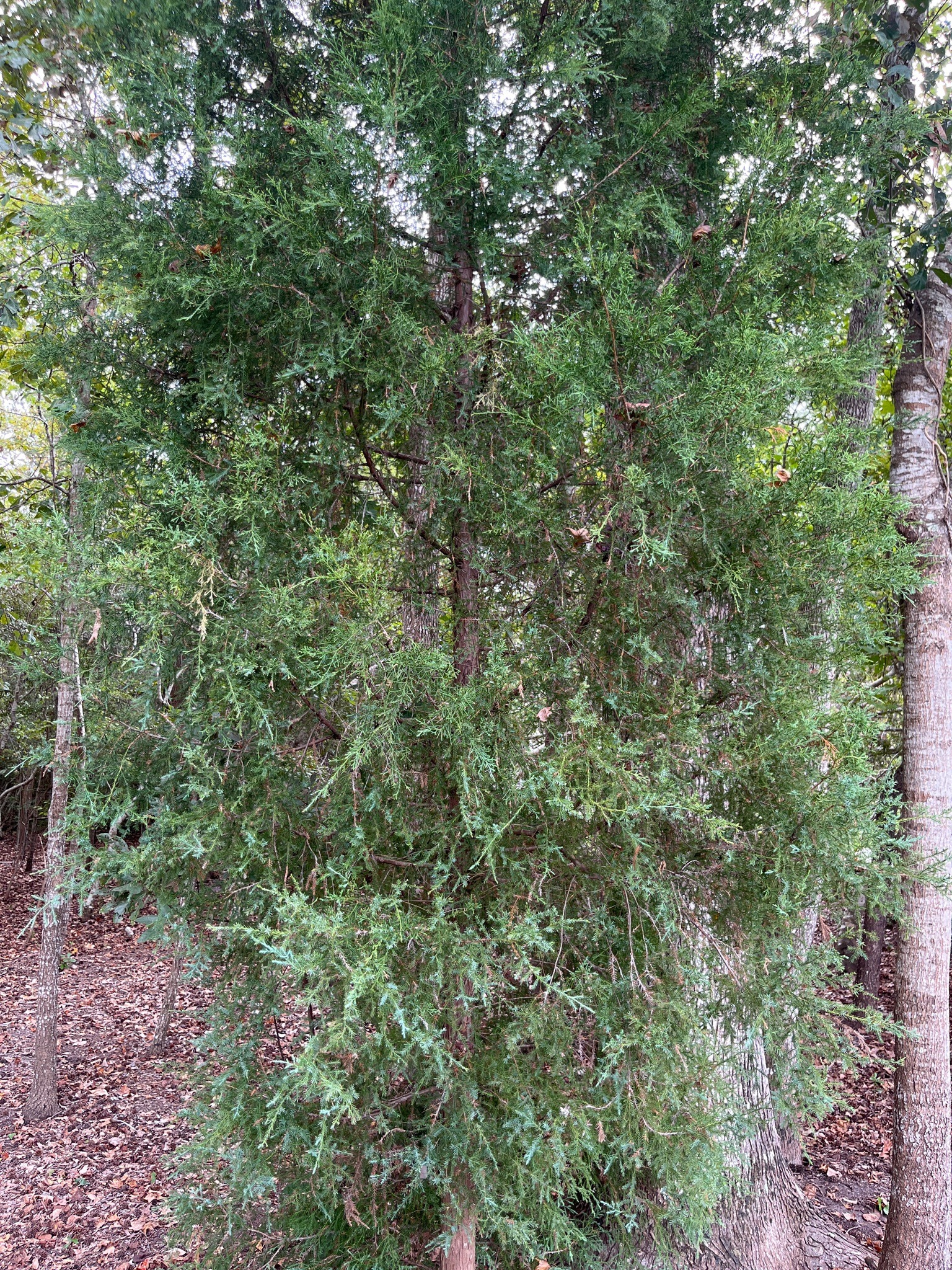 Eastern Redcedar