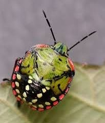 Stink Bug Nymph
