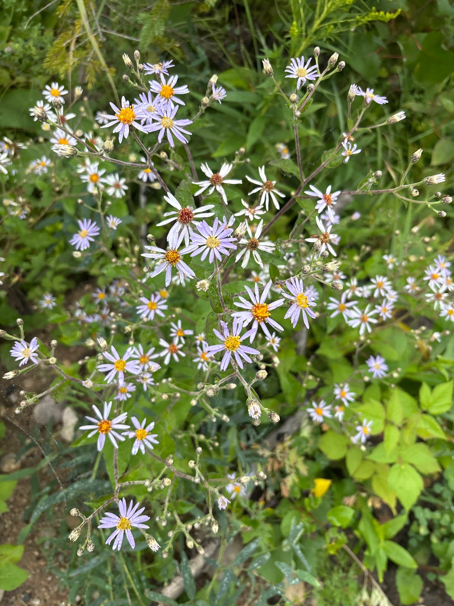 American Aster