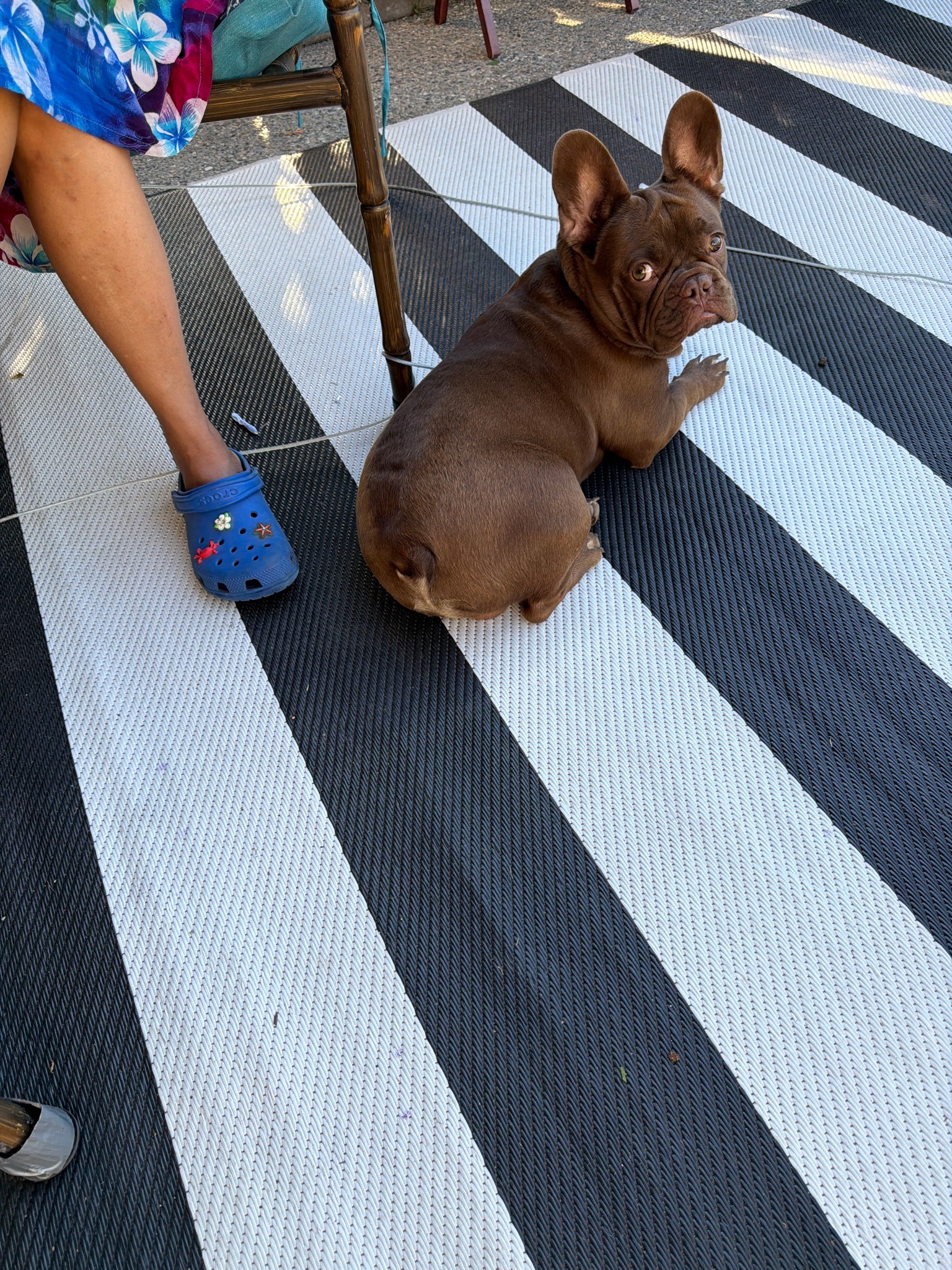 French Bulldog