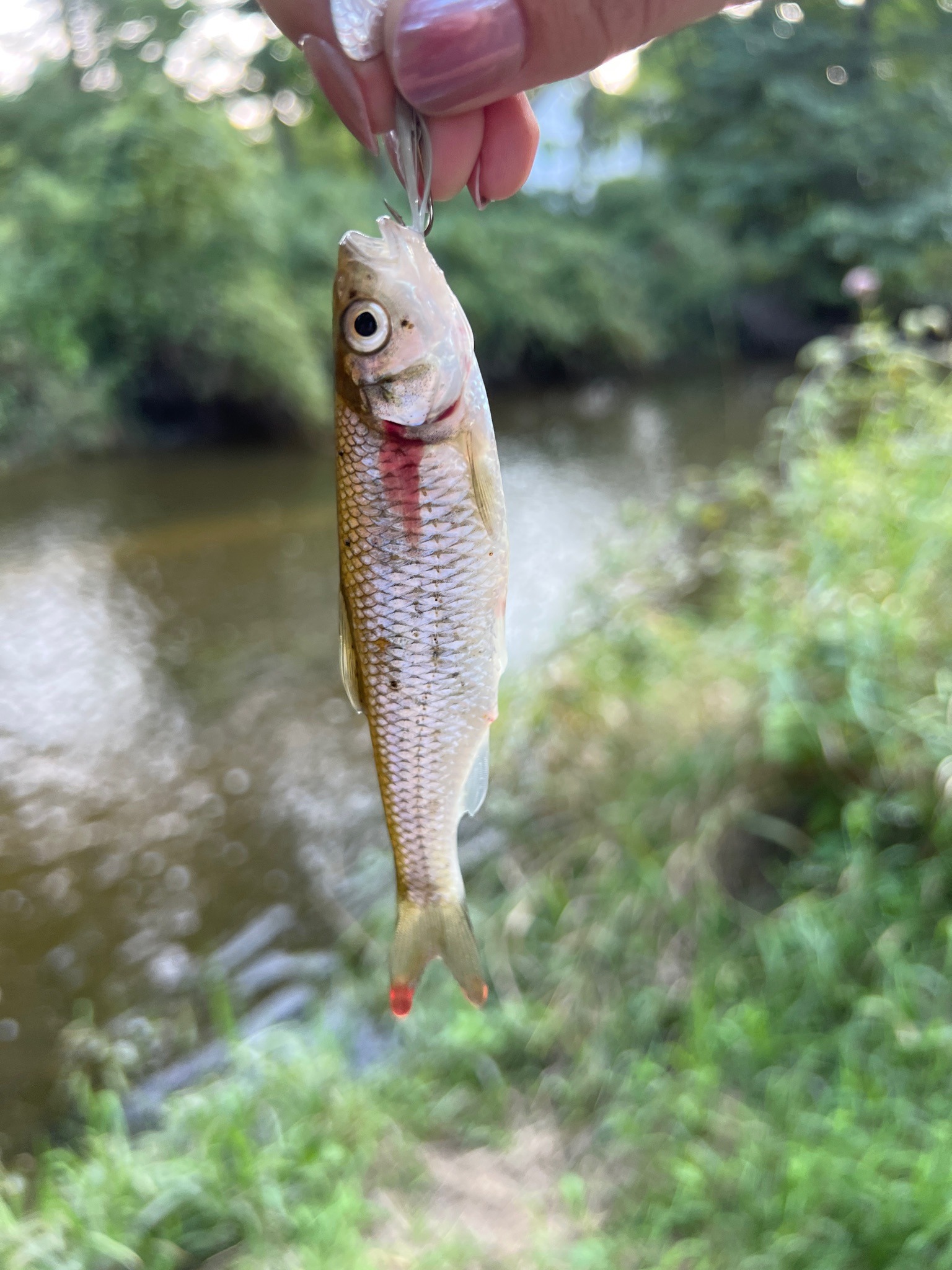 Common Shiner