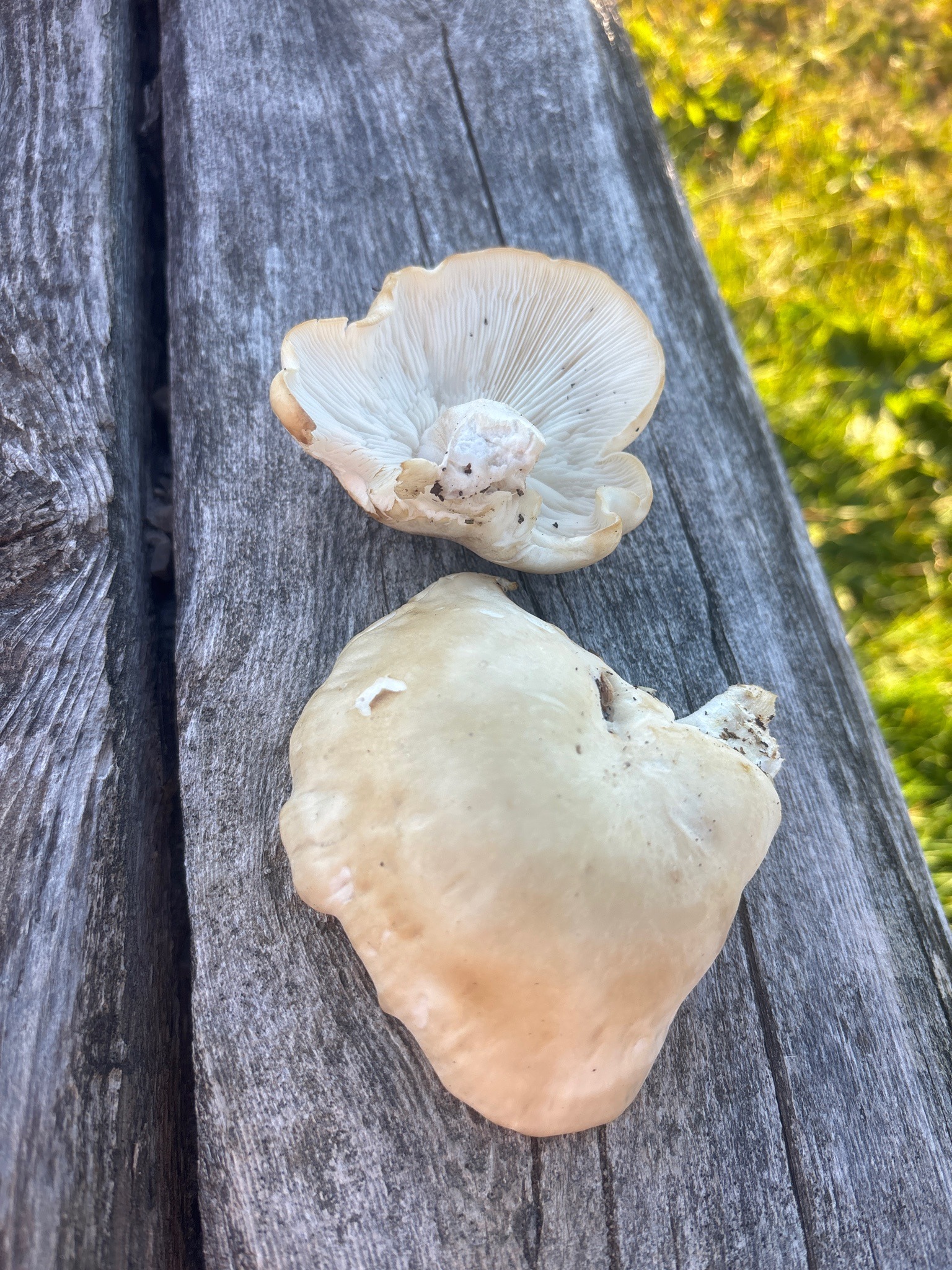 Sweetbread Mushroom