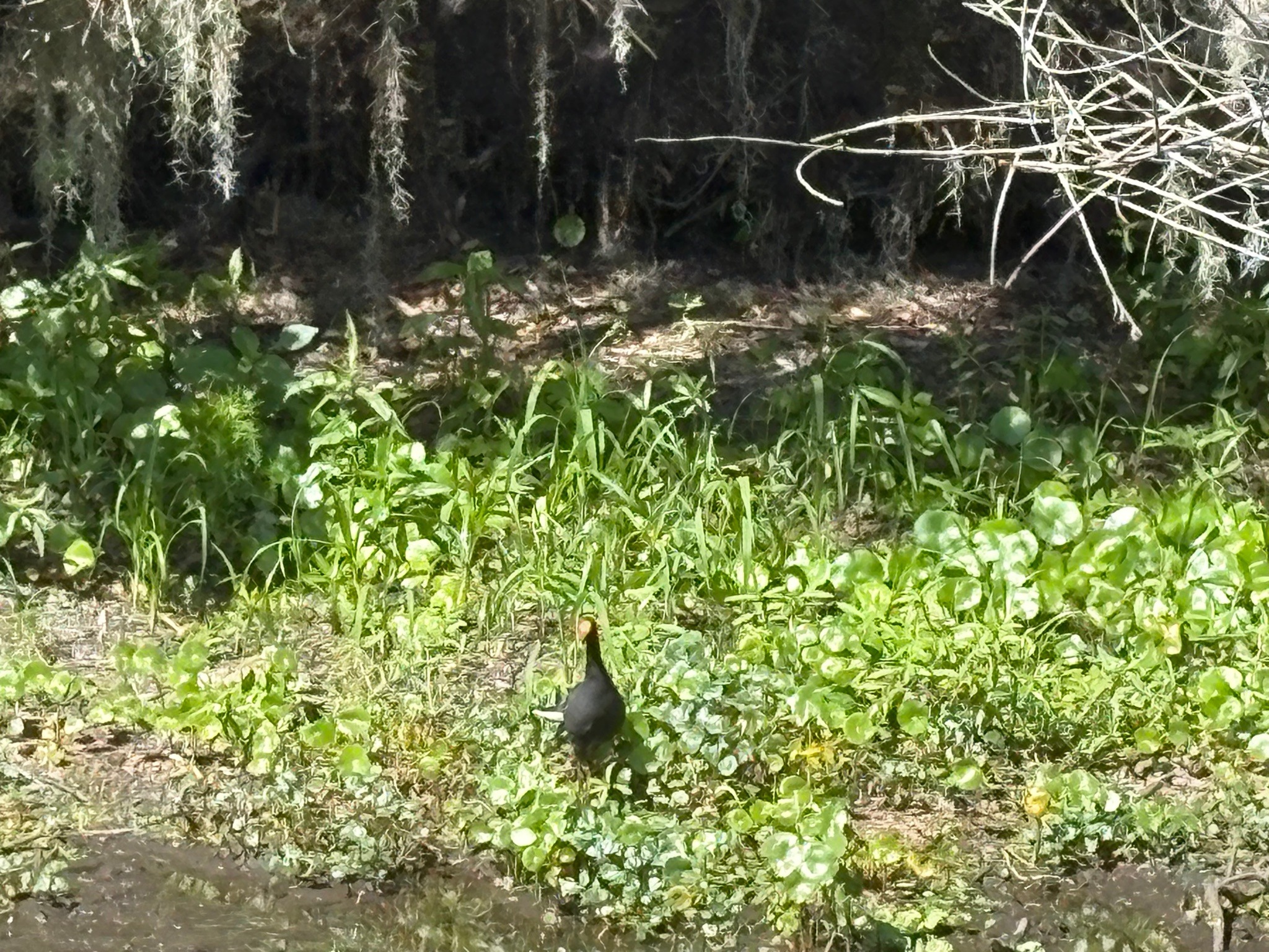 Common Gallinule