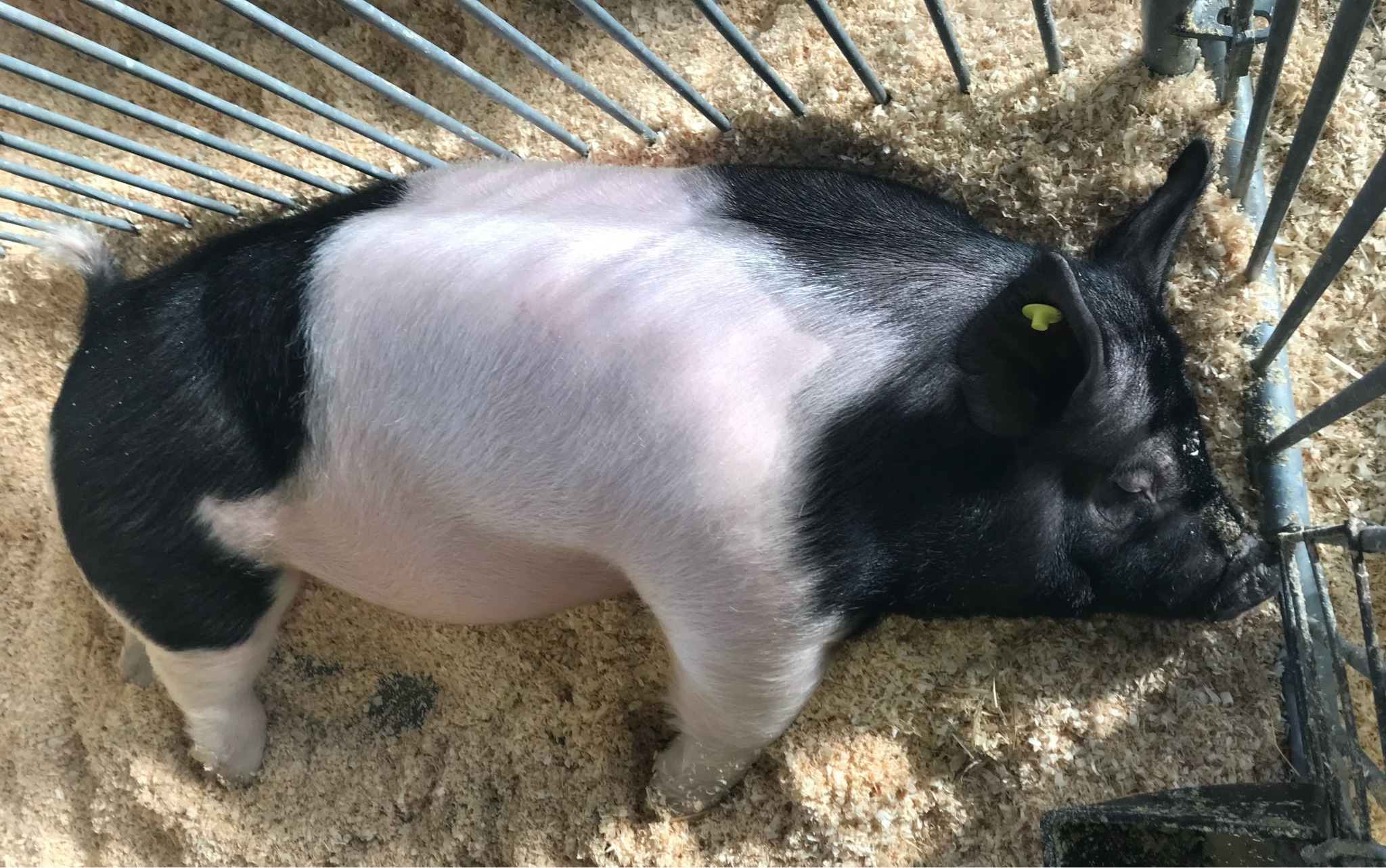 Hampshire Pig
