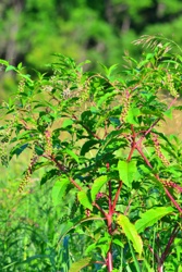 American Pokeweed (Phytolacca americana)