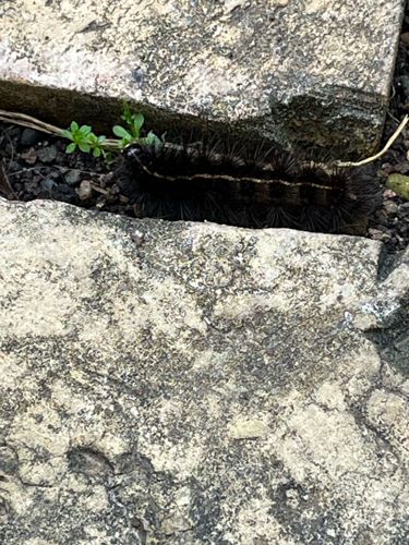 Woolly Bear Caterpillar