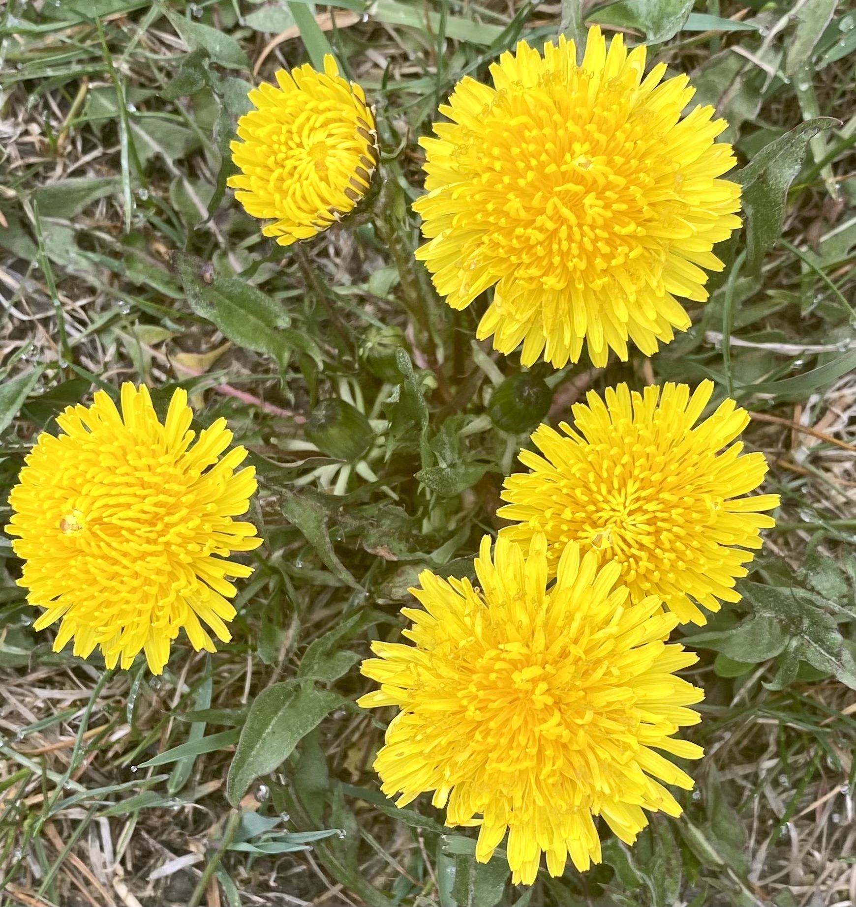 Common Dandelion