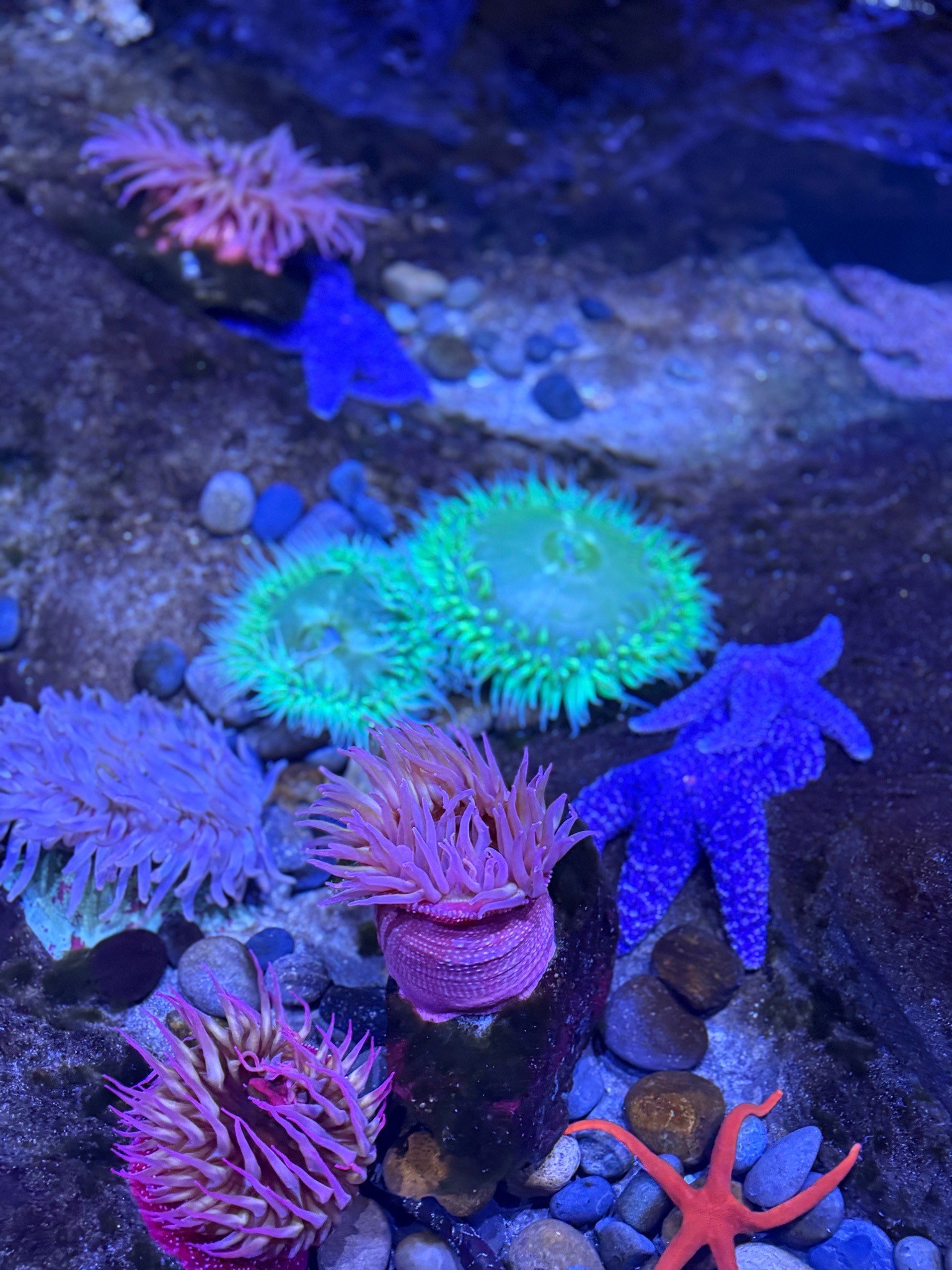 Sea Anemones and Starfish