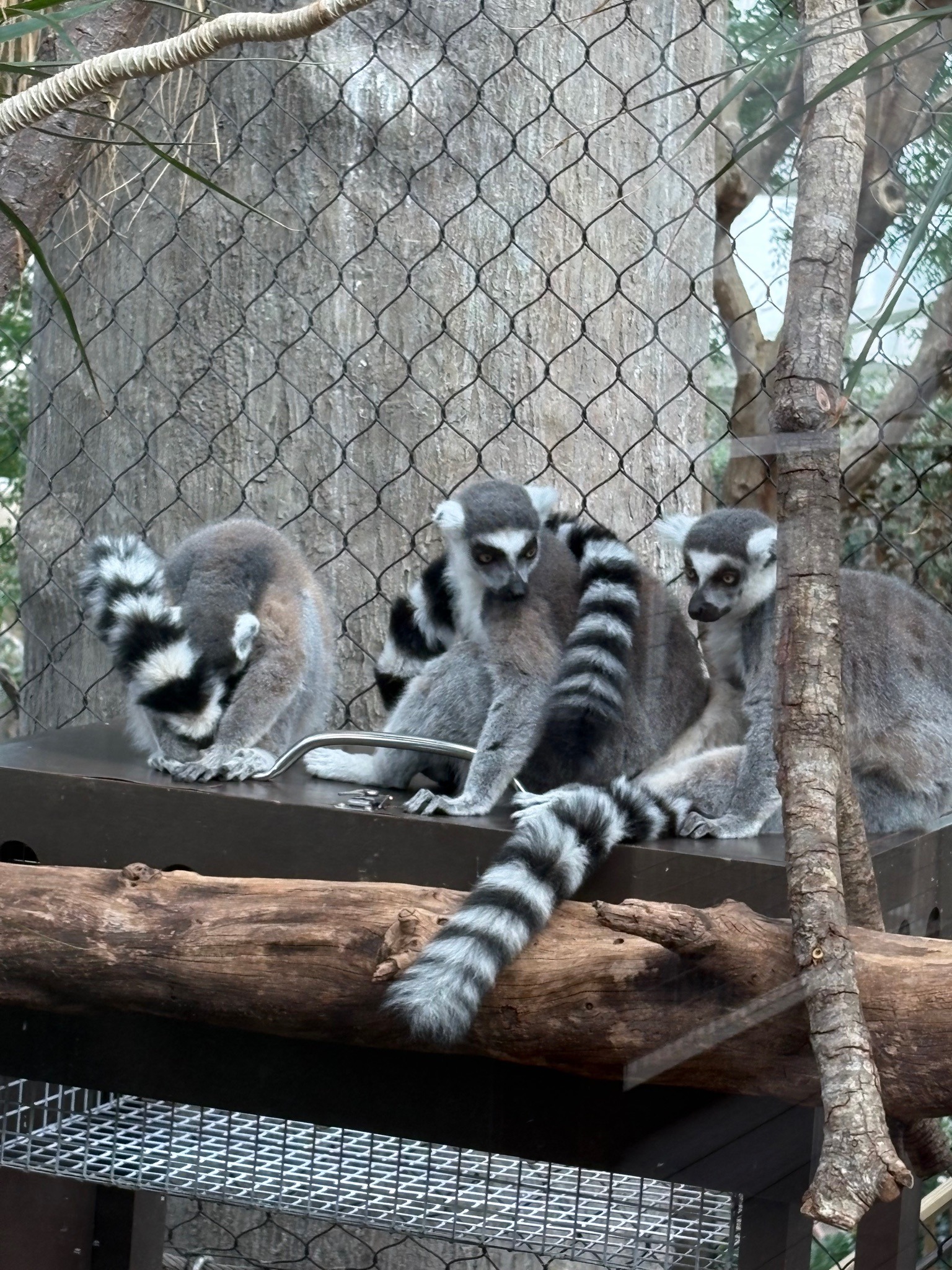 Ring-tailed Lemur