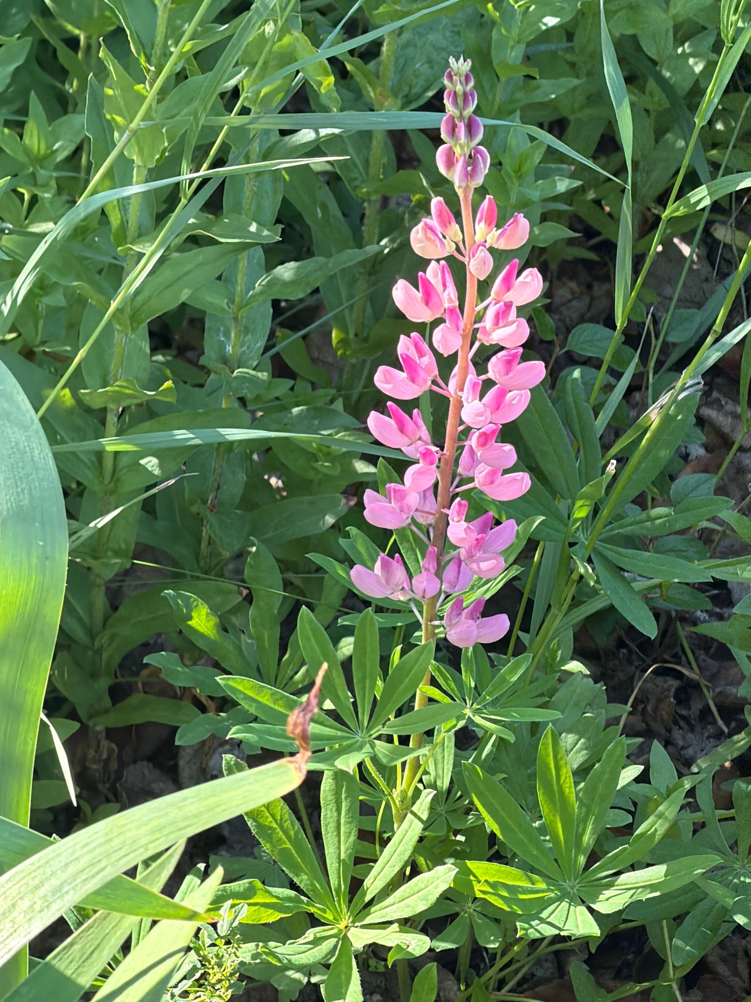 Large-leaved Lupine