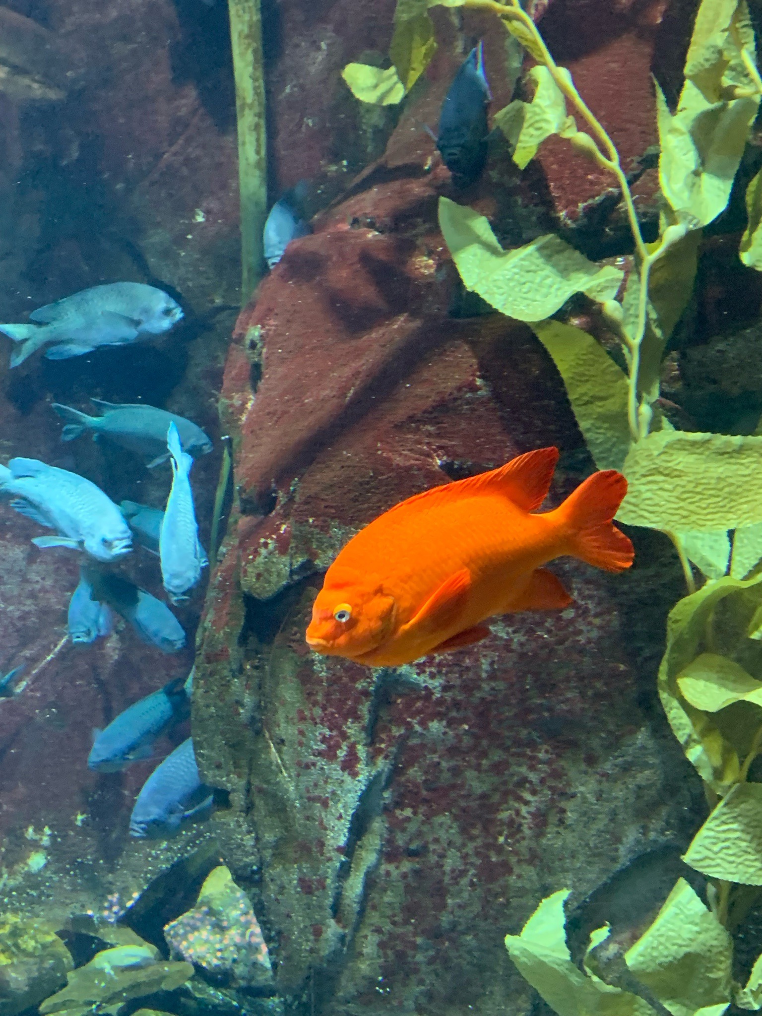 Garibaldi