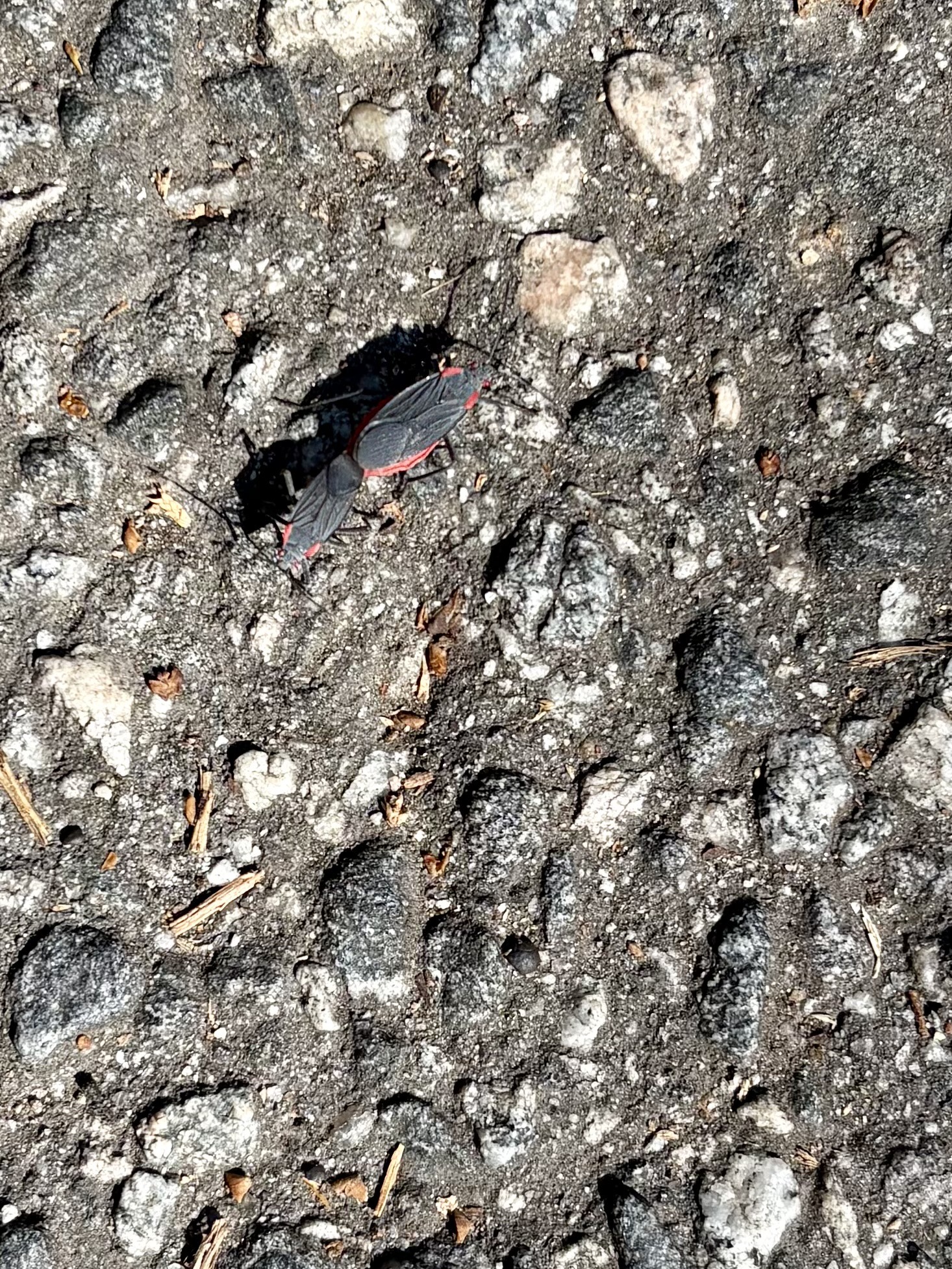 Boxelder Bug