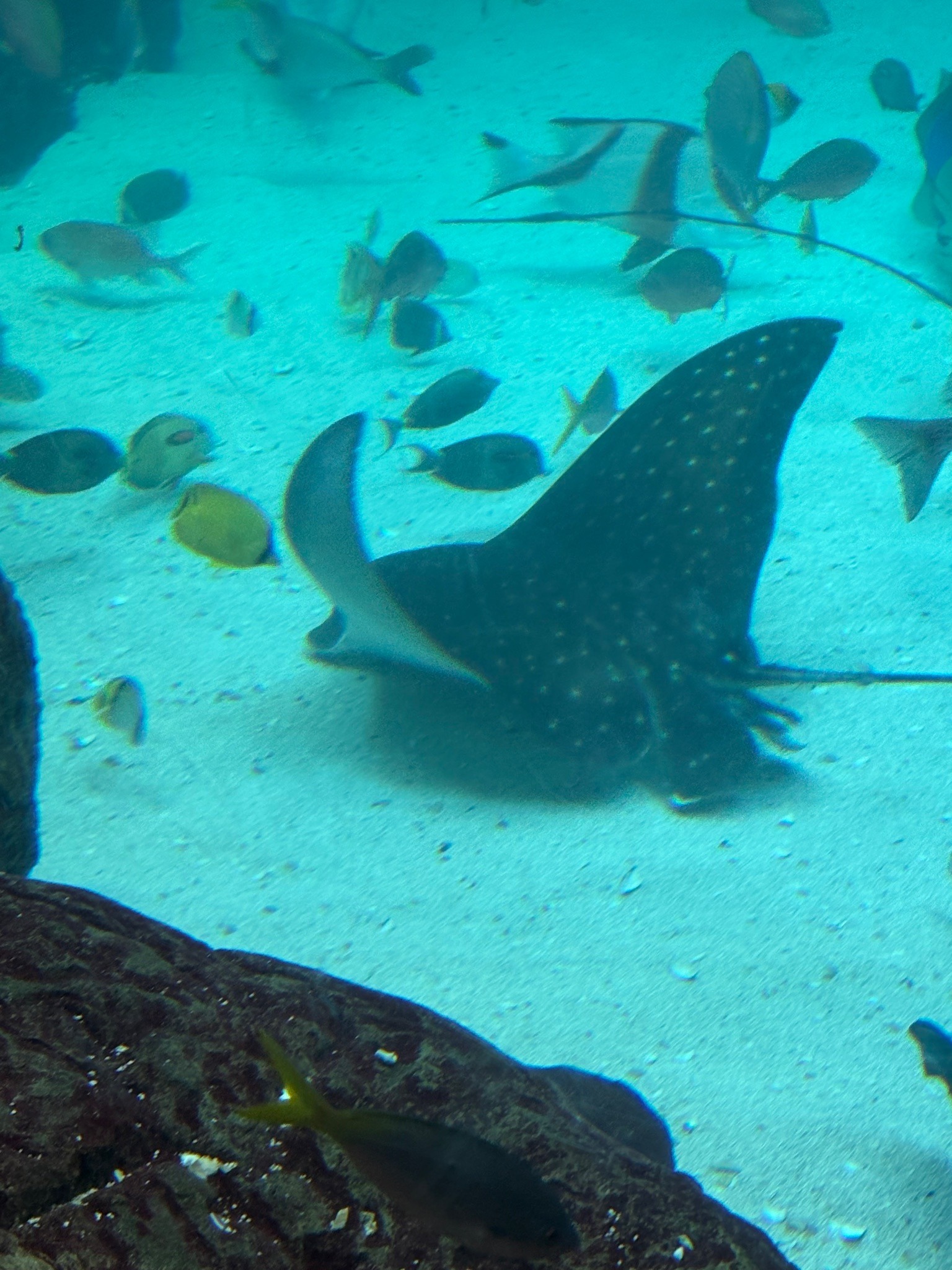 Ocellated Eagle Ray