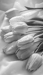 Tulips with Water Droplets