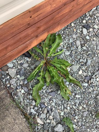 Dandelion (Taraxacum officinale)
