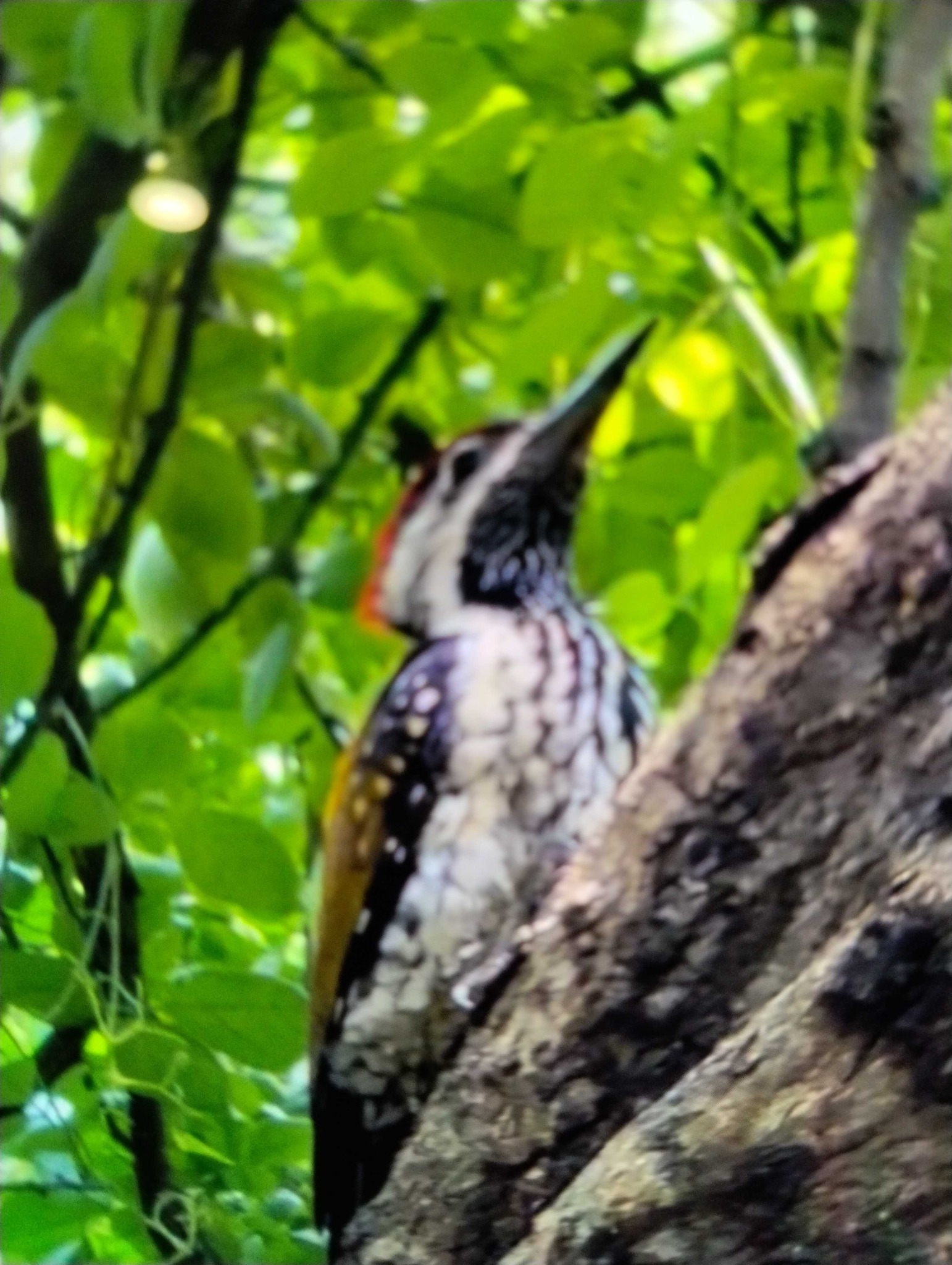 Black-rumped Flameback