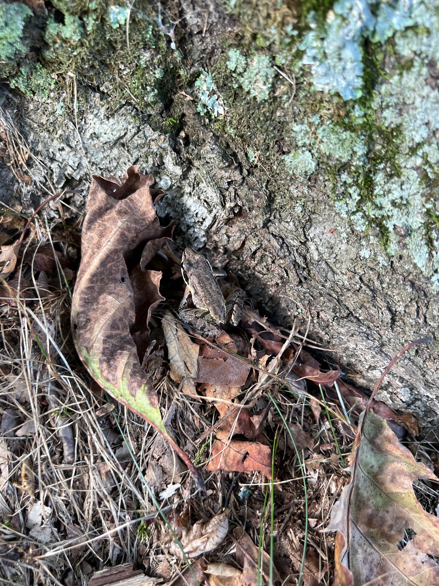 Wood Frog