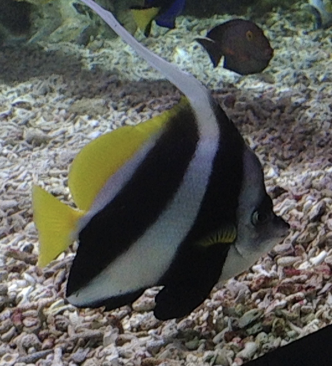 Pennant Coralfish