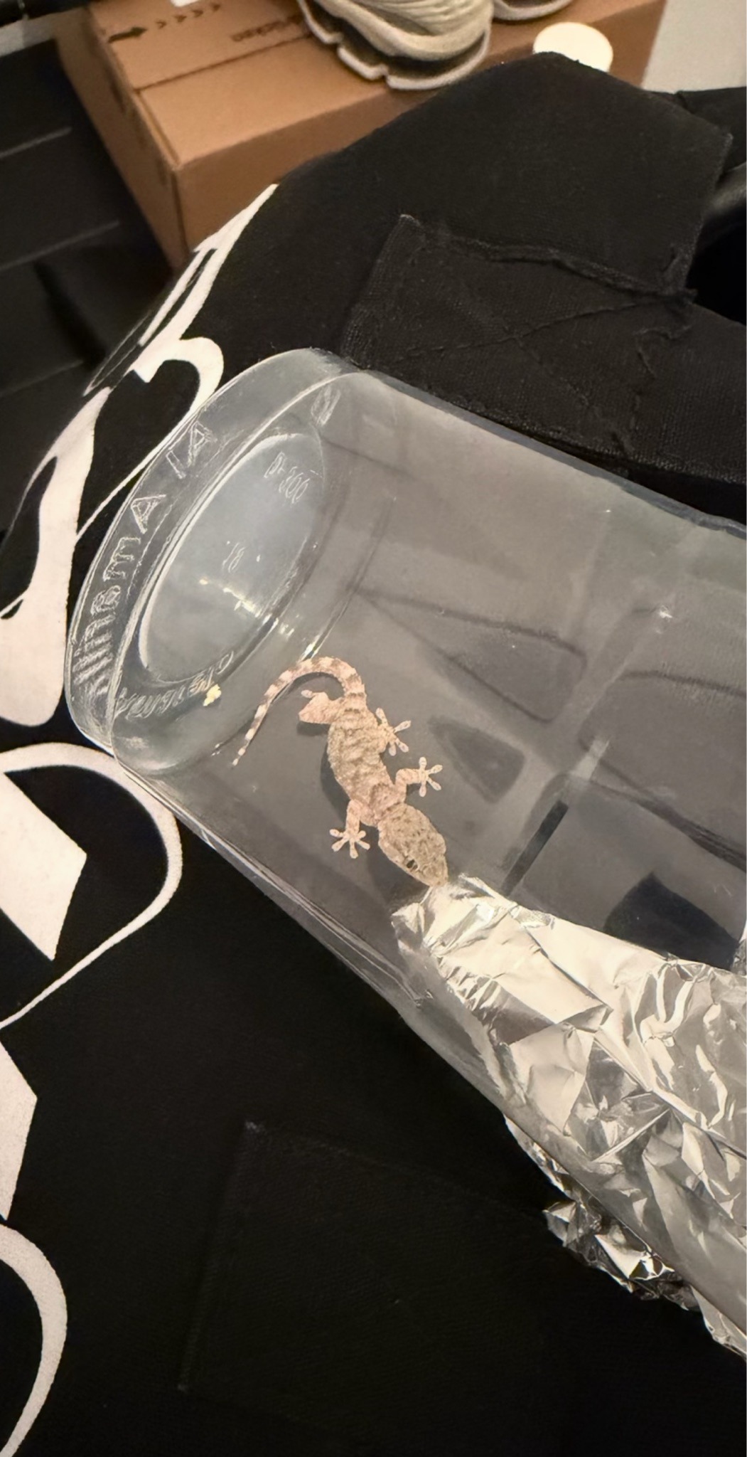 Moorish Wall Gecko
