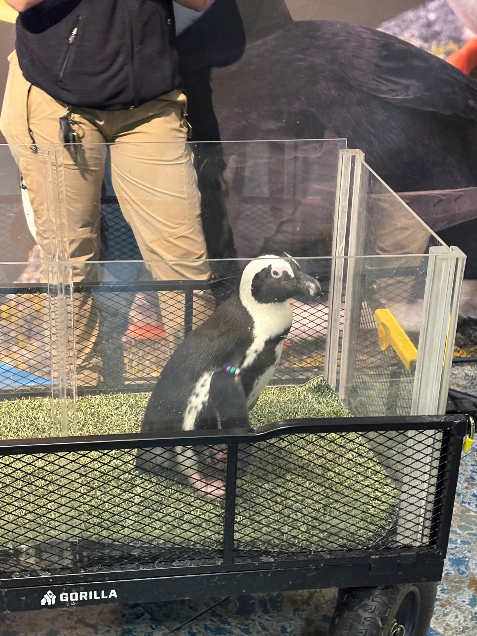 African Penguin