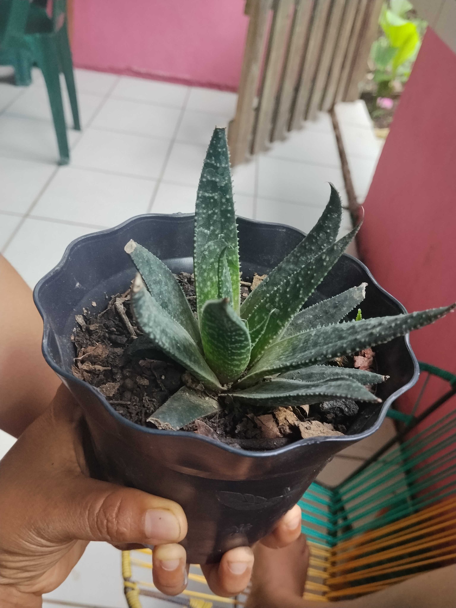 Gasteraloe (likely 'Flow')