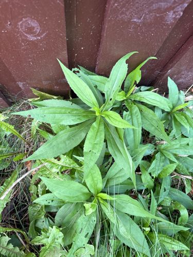 Fleabane